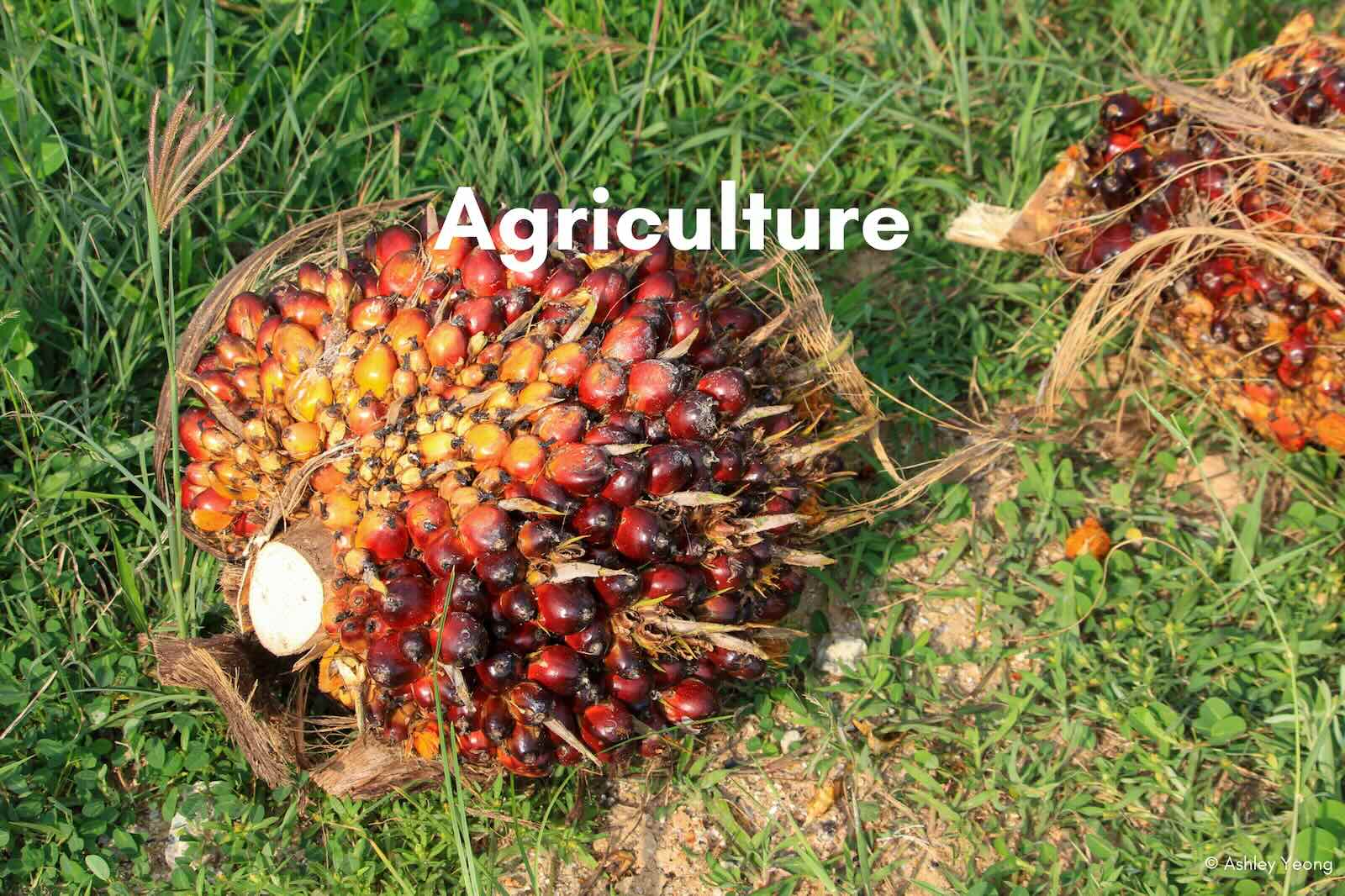 Slideshow Image 12. Photo: Macaranga