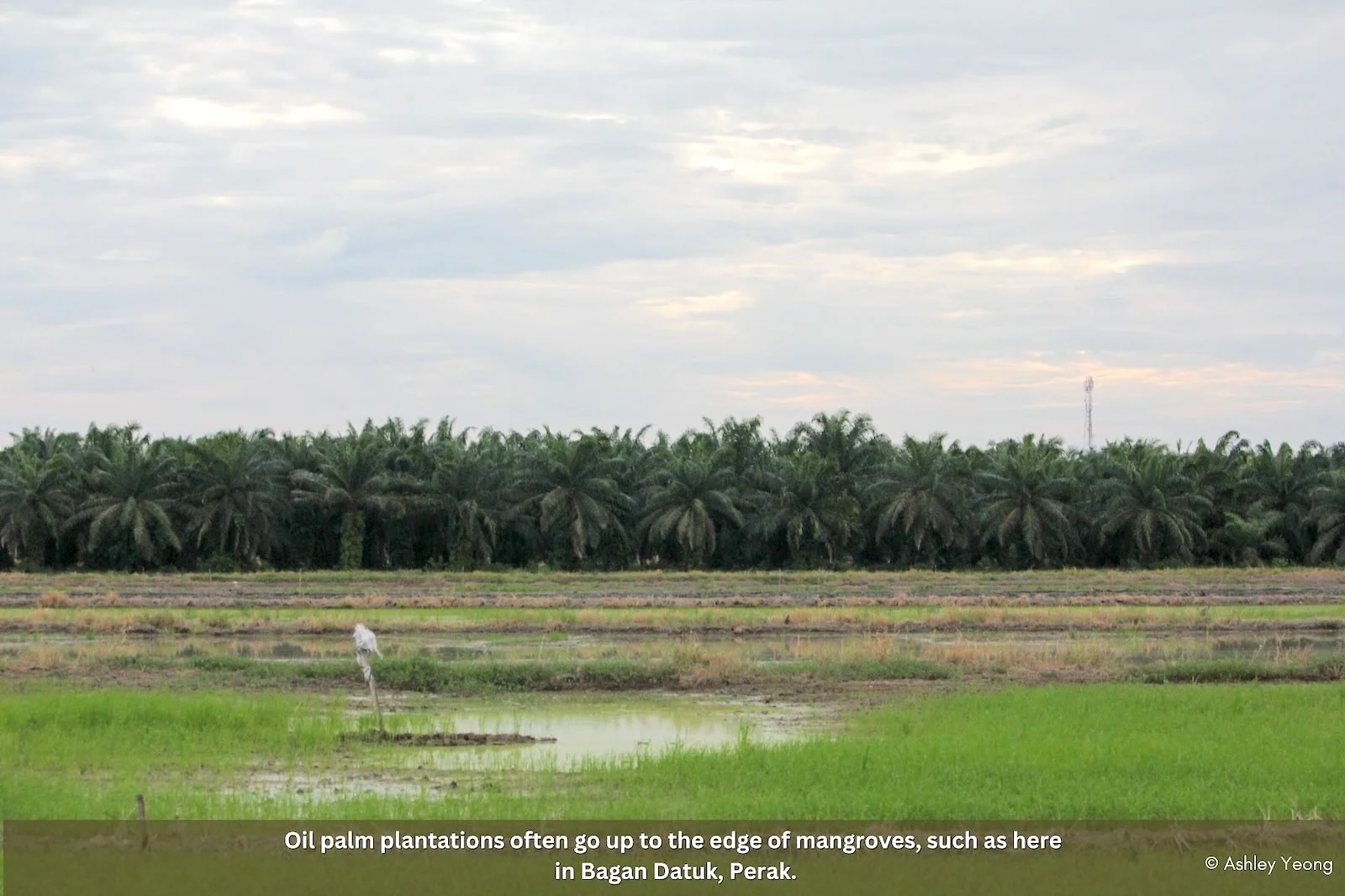 Slideshow Image 13. Photo: Macaranga