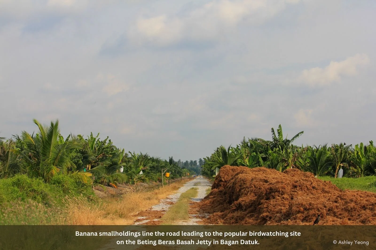 Slideshow Image 14. Photo: Macaranga