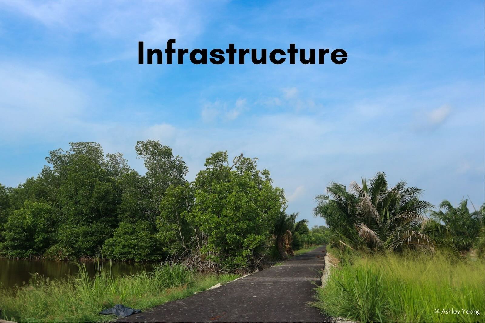 Slideshow Image 15. Photo: Macaranga