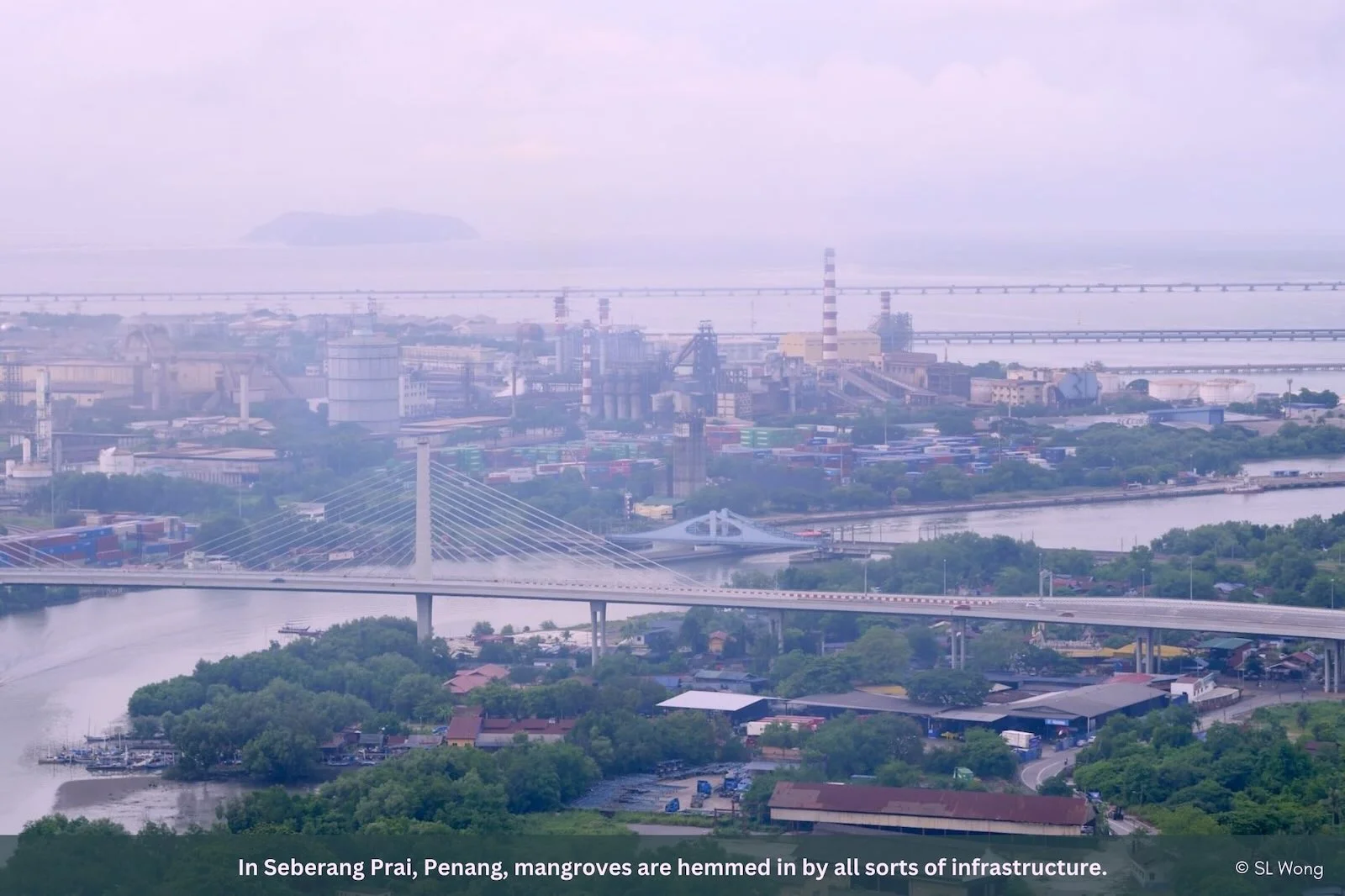 Slideshow Image 16. Photo: Macaranga