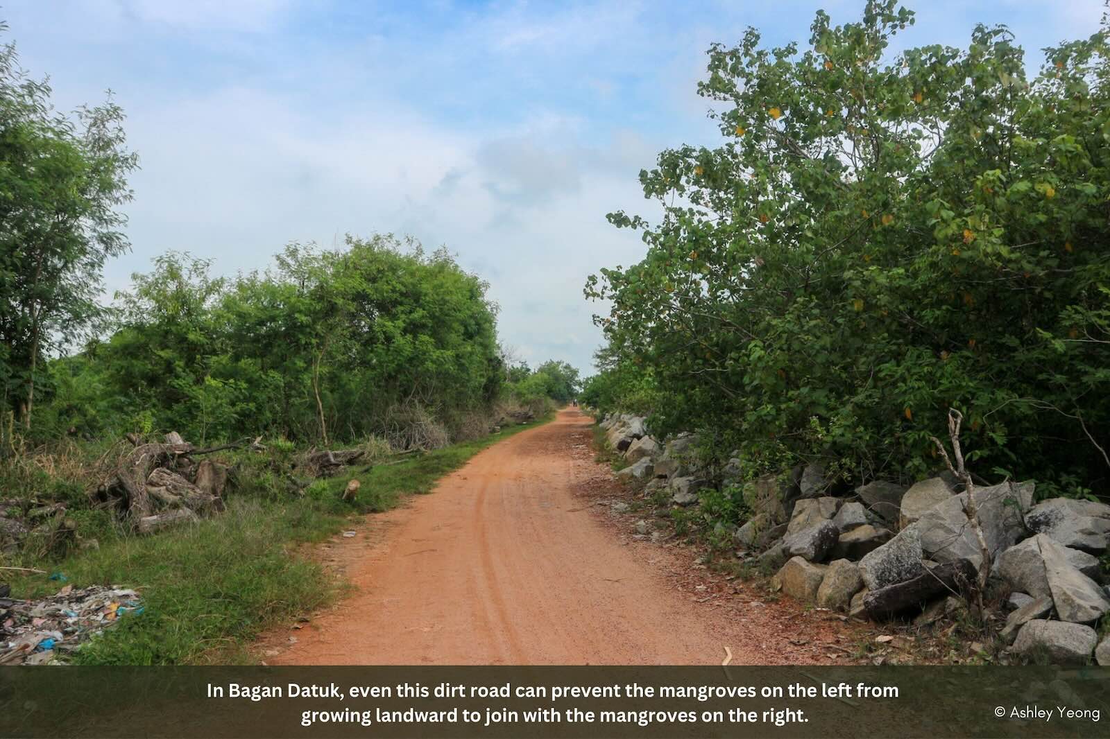 Slideshow Image 17. Photo: Macaranga